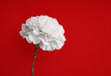 La sfida del consenso e la capacità di risolvere i problemi