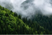 Il Pollino brucia, e con lui la nostra coscienza