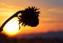 Popolari, divisi si diventa irrilevanti