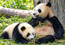 Trump e Xi ridisegnano il mondo: l’ombra di Taiwan dietro i due panda